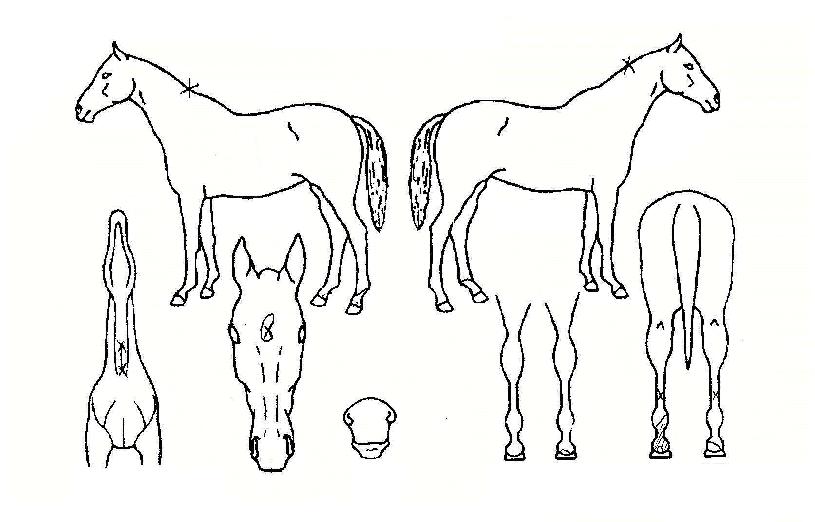 ÅéÇìµåÀÇ Ãø¸é,¿ì¸é,µÞ¸é,µÎ»ó,´Ù¸®ÀÇ Æ¯Â¡µµÇØ