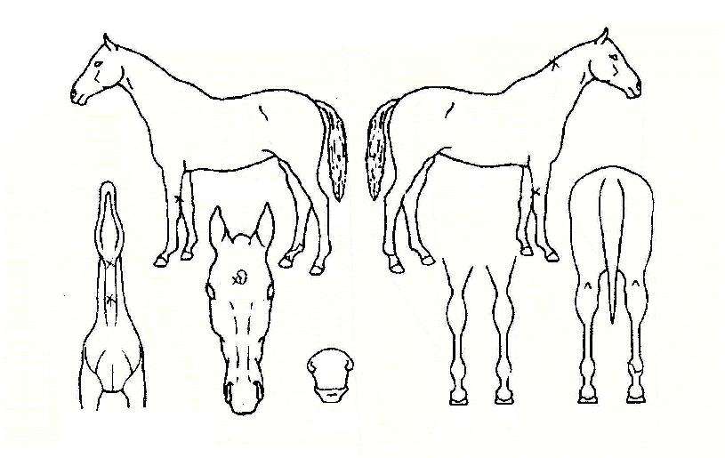 À§Å©Á¦Æ®ÀÇ Ãø¸é,¿ì¸é,µÞ¸é,µÎ»ó,´Ù¸®ÀÇ Æ¯Â¡µµÇØ