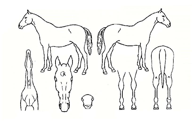 ÄÚÀ̰ÉÀÚ¸¶ÀÇ Ãø¸é,¿ì¸é,µÞ¸é,µÎ»ó,´Ù¸®ÀÇ Æ¯Â¡µµÇØ