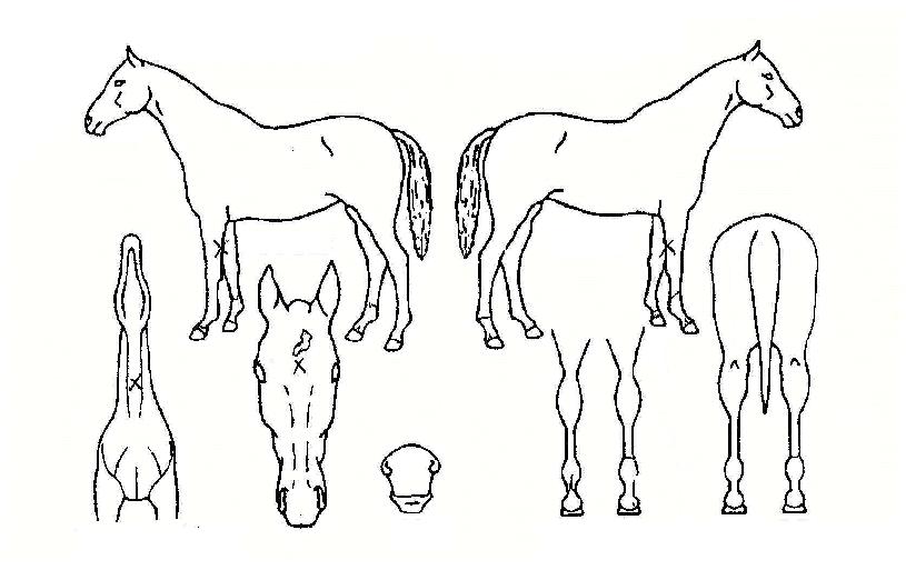 ¸í¼ÕÀÇ Ãø¸é,¿ì¸é,µÞ¸é,µÎ»ó,´Ù¸®ÀÇ Æ¯Â¡µµÇØ