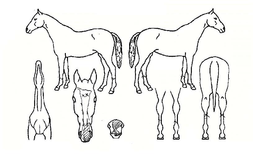 µµµµ¾ç¾çÀÇ Ãø¸é,¿ì¸é,µÞ¸é,µÎ»ó,´Ù¸®ÀÇ Æ¯Â¡µµÇØ