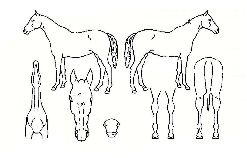 ¹«¼è´Ù¸®ÀÇ Ãø¸é,¿ì¸é,µÞ¸é,µÎ»ó,´Ù¸®ÀÇ Æ¯Â¡µµÇØ