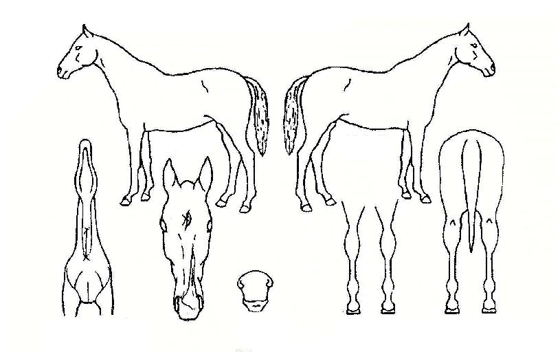 ¾ß´©½ºÀÇ Ãø¸é,¿ì¸é,µÞ¸é,µÎ»ó,´Ù¸®ÀÇ Æ¯Â¡µµÇØ