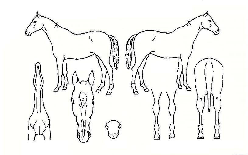 ´í½Ã»çÀ̵åÀÚ¸¶ÀÇ Ãø¸é,¿ì¸é,µÞ¸é,µÎ»ó,´Ù¸®ÀÇ Æ¯Â¡µµÇØ