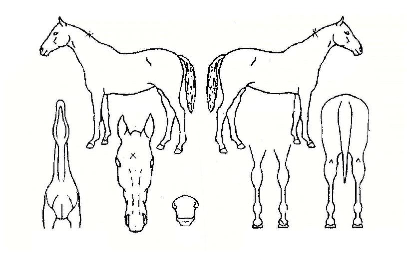 ÇϾᴩ¸®ÀÇ Ãø¸é,¿ì¸é,µÞ¸é,µÎ»ó,´Ù¸®ÀÇ Æ¯Â¡µµÇØ