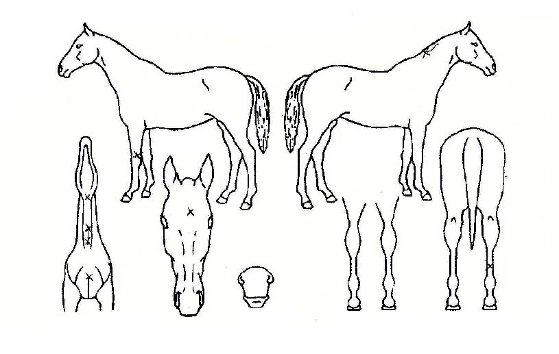 ¾öÁö¹øÂ½ÀÇ Ãø¸é,¿ì¸é,µÞ¸é,µÎ»ó,´Ù¸®ÀÇ Æ¯Â¡µµÇØ