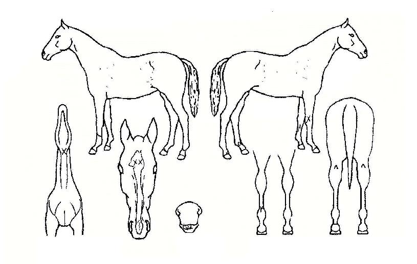 ťƼÀÌõÀÇ Ãø¸é,¿ì¸é,µÞ¸é,µÎ»ó,´Ù¸®ÀÇ Æ¯Â¡µµÇØ