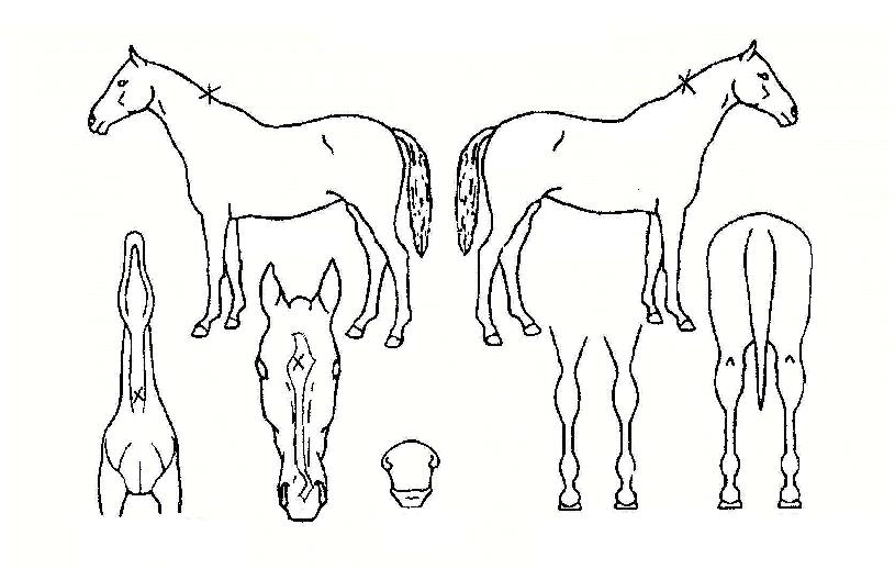 Äí¿ÀijġÀÚ¸¶ÀÇ Ãø¸é,¿ì¸é,µÞ¸é,µÎ»ó,´Ù¸®ÀÇ Æ¯Â¡µµÇØ