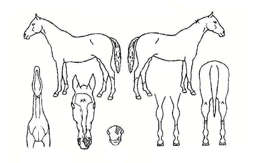 »õµé¼ÛÀÚ¸¶ÀÇ Ãø¸é,¿ì¸é,µÞ¸é,µÎ»ó,´Ù¸®ÀÇ Æ¯Â¡µµÇØ