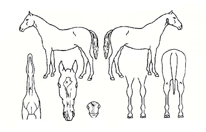 Å齺Æä¼ÈÀÇ Ãø¸é,¿ì¸é,µÞ¸é,µÎ»ó,´Ù¸®ÀÇ Æ¯Â¡µµÇØ