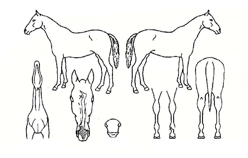 ¾îÇʸµÁ¦ÀÏÀÇ Ãø¸é,¿ì¸é,µÞ¸é,µÎ»ó,´Ù¸®ÀÇ Æ¯Â¡µµÇØ