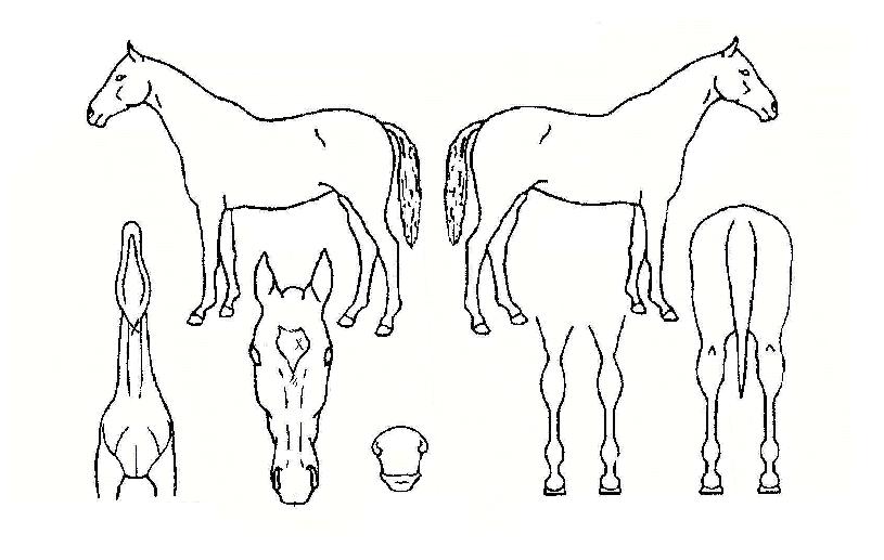 °ËÀºÅ¾çÀÇ Ãø¸é,¿ì¸é,µÞ¸é,µÎ»ó,´Ù¸®ÀÇ Æ¯Â¡µµÇØ