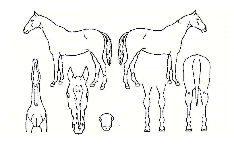 ¸¶À̽Ǻñ¾ÆÀÇ Ãø¸é,¿ì¸é,µÞ¸é,µÎ»ó,´Ù¸®ÀÇ Æ¯Â¡µµÇØ