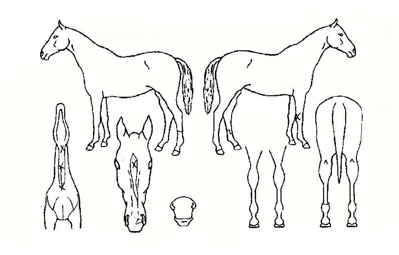 ¿ì¶Ò¼±ÀÇ Ãø¸é,¿ì¸é,µÞ¸é,µÎ»ó,´Ù¸®ÀÇ Æ¯Â¡µµÇØ