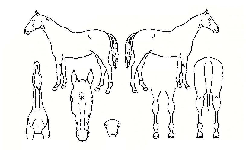 ´ºÅ¬¸®¾î½ºÅèÀÇ Ãø¸é,¿ì¸é,µÞ¸é,µÎ»ó,´Ù¸®ÀÇ Æ¯Â¡µµÇØ