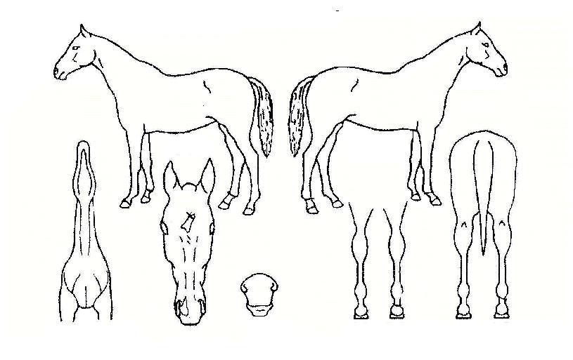 ³ªÀ̽ººäÀÇ Ãø¸é,¿ì¸é,µÞ¸é,µÎ»ó,´Ù¸®ÀÇ Æ¯Â¡µµÇØ