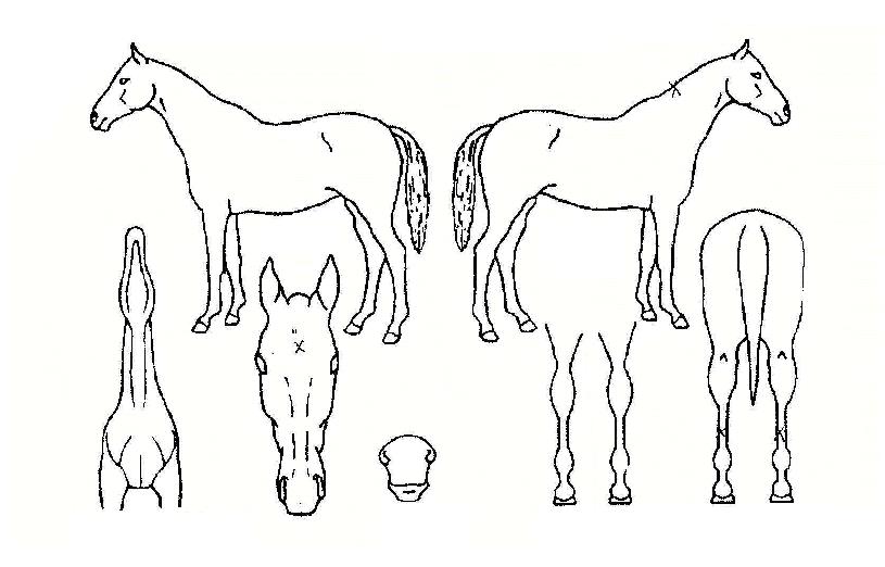 ¹éÀýºÒ¿äÀÇ Ãø¸é,¿ì¸é,µÞ¸é,µÎ»ó,´Ù¸®ÀÇ Æ¯Â¡µµÇØ