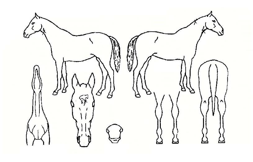 Åõ»çĹÀÇ Ãø¸é,¿ì¸é,µÞ¸é,µÎ»ó,´Ù¸®ÀÇ Æ¯Â¡µµÇØ