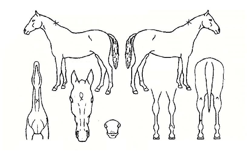 º°¶Ë¸¶´ÔÀÇ Ãø¸é,¿ì¸é,µÞ¸é,µÎ»ó,´Ù¸®ÀÇ Æ¯Â¡µµÇØ