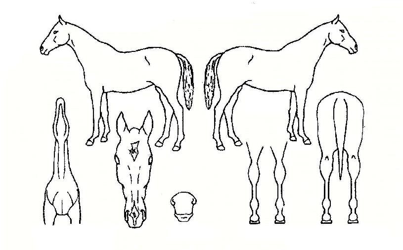 ½ÅÁøÅ¸À̰ÅÀÇ Ãø¸é,¿ì¸é,µÞ¸é,µÎ»ó,´Ù¸®ÀÇ Æ¯Â¡µµÇØ