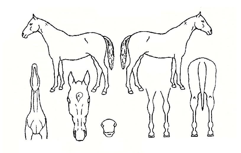 ºñÁ¶ºñõÀÇ Ãø¸é,¿ì¸é,µÞ¸é,µÎ»ó,´Ù¸®ÀÇ Æ¯Â¡µµÇØ