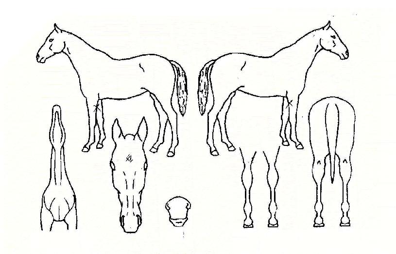 ¾Æ¸®¶ûƯ±ÞÀÇ Ãø¸é,¿ì¸é,µÞ¸é,µÎ»ó,´Ù¸®ÀÇ Æ¯Â¡µµÇØ