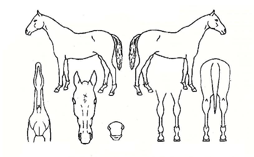 ¾ÖÀÎÀÇ Ãø¸é,¿ì¸é,µÞ¸é,µÎ»ó,´Ù¸®ÀÇ Æ¯Â¡µµÇØ