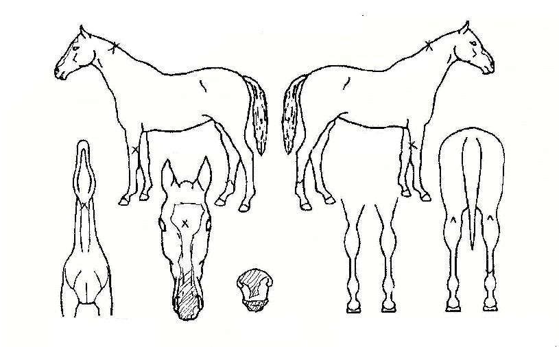 ¹Ì½ºÆ¼¸®¾î½ºÅ¸ÀÓÁîÀÚ¸¶ÀÇ Ãø¸é,¿ì¸é,µÞ¸é,µÎ»ó,´Ù¸®ÀÇ Æ¯Â¡µµÇØ