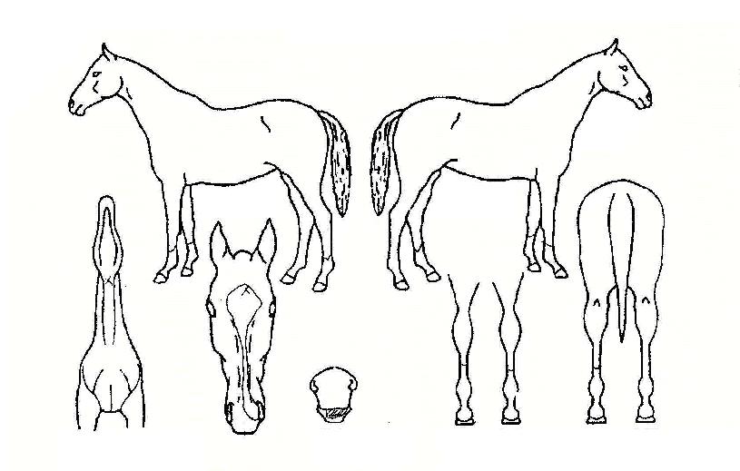 Àúµ¹ÀÇ Ãø¸é,¿ì¸é,µÞ¸é,µÎ»ó,´Ù¸®ÀÇ Æ¯Â¡µµÇØ