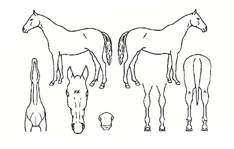 Çʸ³ÀÇ Ãø¸é,¿ì¸é,µÞ¸é,µÎ»ó,´Ù¸®ÀÇ Æ¯Â¡µµÇØ