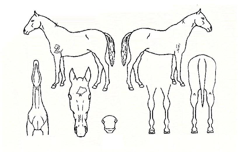 ÇØÇǼ۾ÏÀÇ Ãø¸é,¿ì¸é,µÞ¸é,µÎ»ó,´Ù¸®ÀÇ Æ¯Â¡µµÇØ