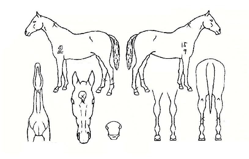 µçµçÇÑÀÇ Ãø¸é,¿ì¸é,µÞ¸é,µÎ»ó,´Ù¸®ÀÇ Æ¯Â¡µµÇØ