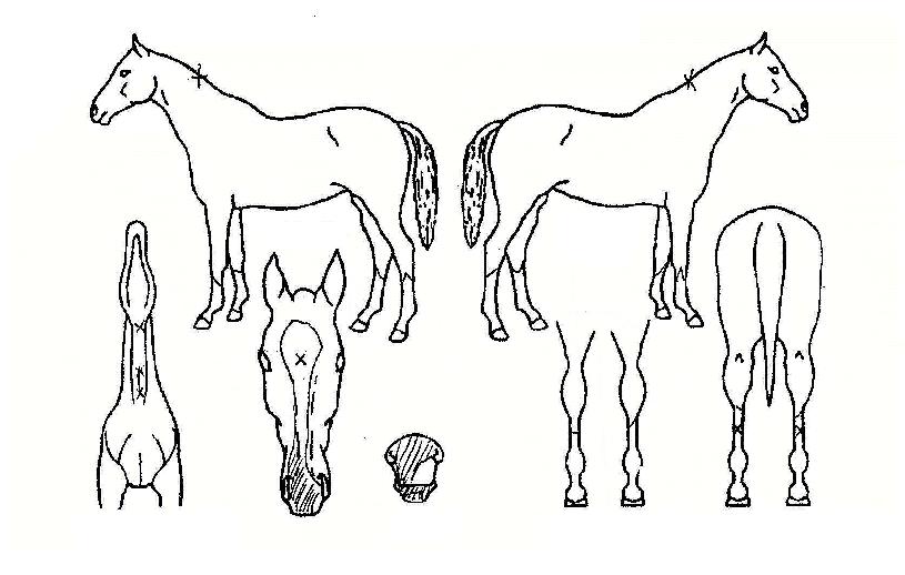 ´ëûõÀÇ Ãø¸é,¿ì¸é,µÞ¸é,µÎ»ó,´Ù¸®ÀÇ Æ¯Â¡µµÇØ