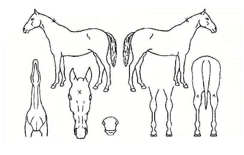 ÇöóÀÌÀεð¾ðÀÇ Ãø¸é,¿ì¸é,µÞ¸é,µÎ»ó,´Ù¸®ÀÇ Æ¯Â¡µµÇØ