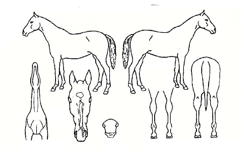 ¶óÅ·¿Â¾ÆÀ̽ºÀÚ¸¶ÀÇ Ãø¸é,¿ì¸é,µÞ¸é,µÎ»ó,´Ù¸®ÀÇ Æ¯Â¡µµÇØ