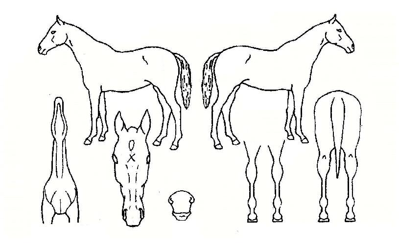 ¹ü¼Ò¸®ÀÇ Ãø¸é,¿ì¸é,µÞ¸é,µÎ»ó,´Ù¸®ÀÇ Æ¯Â¡µµÇØ