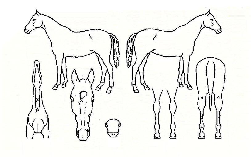 ¾ûŬºê¶ó¿îÀÇ Ãø¸é,¿ì¸é,µÞ¸é,µÎ»ó,´Ù¸®ÀÇ Æ¯Â¡µµÇØ