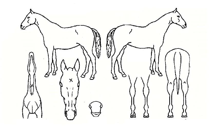 Çöó¿öÇÎÅ©ÀÇ Ãø¸é,¿ì¸é,µÞ¸é,µÎ»ó,´Ù¸®ÀÇ Æ¯Â¡µµÇØ