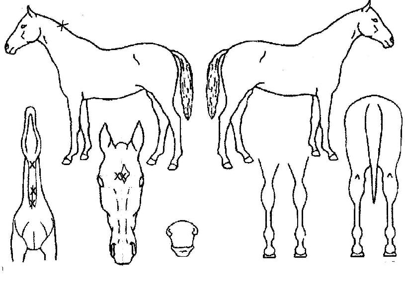 ·çŰ·ÎŰÀÇ Ãø¸é,¿ì¸é,µÞ¸é,µÎ»ó,´Ù¸®ÀÇ Æ¯Â¡µµÇØ