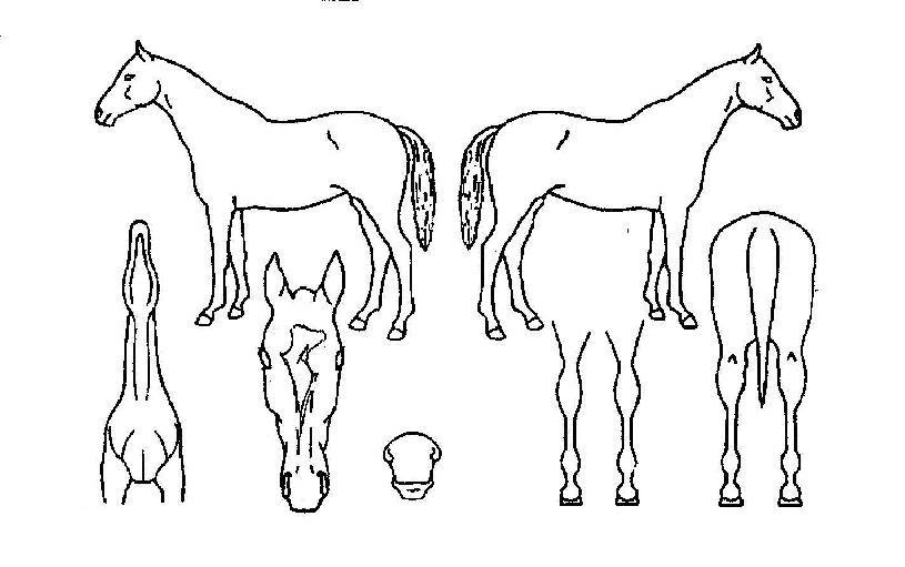ÅÚ³ë½ÃÅ©¸´Ã÷ÀÚ¸¶ÀÇ Ãø¸é,¿ì¸é,µÞ¸é,µÎ»ó,´Ù¸®ÀÇ Æ¯Â¡µµÇØ
