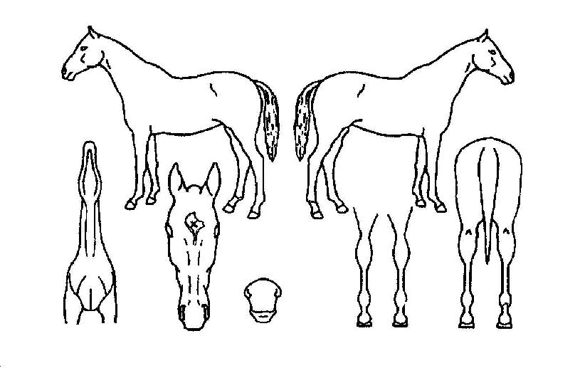 ¶óŰÀ®ÀÇ Ãø¸é,¿ì¸é,µÞ¸é,µÎ»ó,´Ù¸®ÀÇ Æ¯Â¡µµÇØ