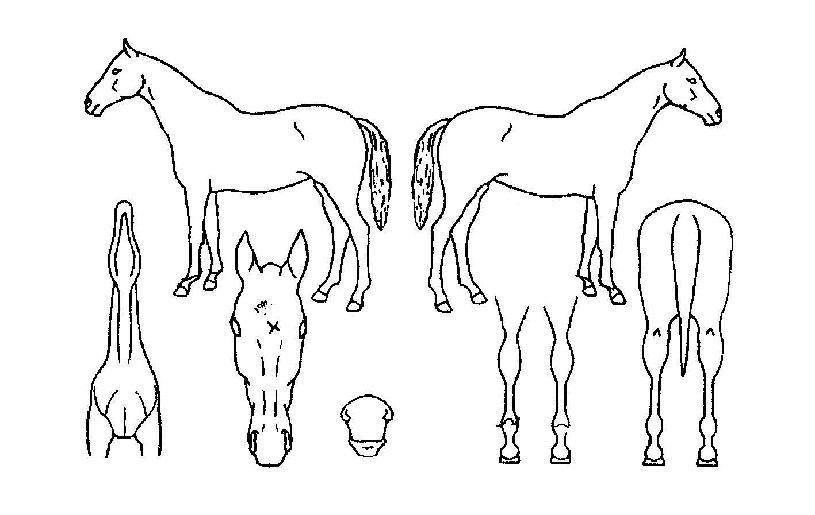 ½ÅÈï´ë±¹ÀÇ Ãø¸é,¿ì¸é,µÞ¸é,µÎ»ó,´Ù¸®ÀÇ Æ¯Â¡µµÇØ