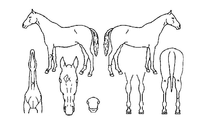 ¿À¸®¿£Å»ÆÐ½ºÀÇ Ãø¸é,¿ì¸é,µÞ¸é,µÎ»ó,´Ù¸®ÀÇ Æ¯Â¡µµÇØ