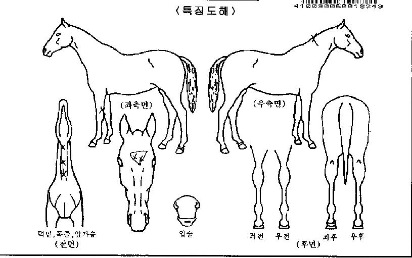 ½´ÆÛèÇÁÀÇ Ãø¸é,¿ì¸é,µÞ¸é,µÎ»ó,´Ù¸®ÀÇ Æ¯Â¡µµÇØ