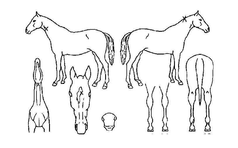 ÀÚÀ̾ðÃ÷ŰÀÇ Ãø¸é,¿ì¸é,µÞ¸é,µÎ»ó,´Ù¸®ÀÇ Æ¯Â¡µµÇØ