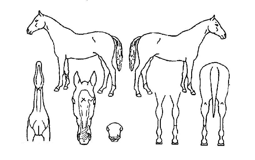 ½ºÇǵðÆÛ½ºÆ®ÀÇ Ãø¸é,¿ì¸é,µÞ¸é,µÎ»ó,´Ù¸®ÀÇ Æ¯Â¡µµÇØ