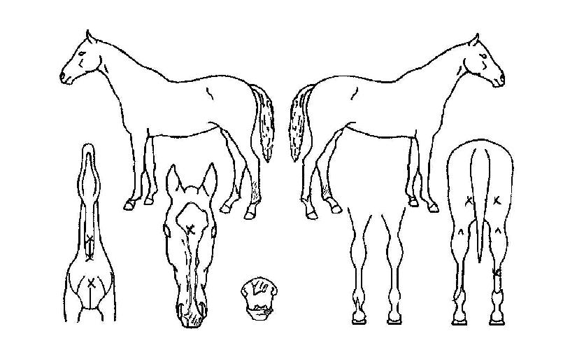 ¹Ì½ºÆ®·¯ºíÀÚ¸¶ÀÇ Ãø¸é,¿ì¸é,µÞ¸é,µÎ»ó,´Ù¸®ÀÇ Æ¯Â¡µµÇØ