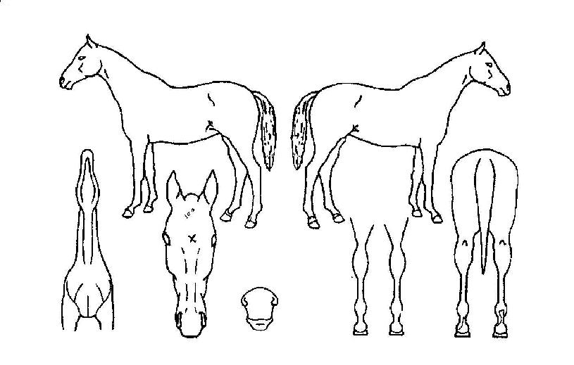 ·¹µåĹÀÇ Ãø¸é,¿ì¸é,µÞ¸é,µÎ»ó,´Ù¸®ÀÇ Æ¯Â¡µµÇØ