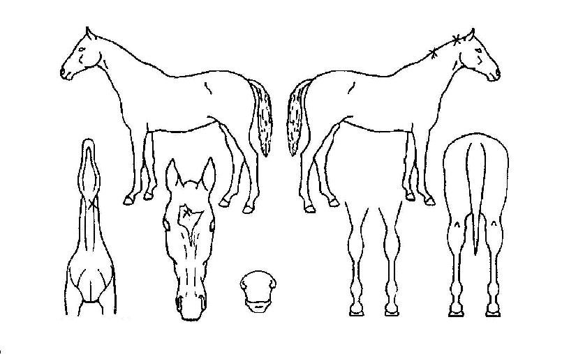 ÃÖ°íÀǵîºÒÀÇ Ãø¸é,¿ì¸é,µÞ¸é,µÎ»ó,´Ù¸®ÀÇ Æ¯Â¡µµÇØ