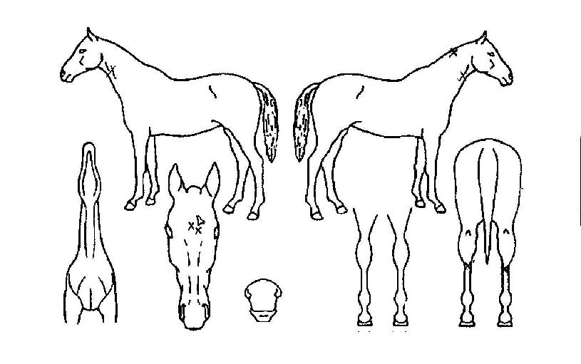 ´õºíÁ¶ÀÌÀÇ Ãø¸é,¿ì¸é,µÞ¸é,µÎ»ó,´Ù¸®ÀÇ Æ¯Â¡µµÇØ